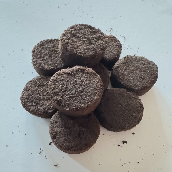 bakhoor-fleurs-d-assal-encens-floral-luxe
bakhoor-floral-delicat-parfum-fleurs
fleurs-d-assal-parfum-interieur
floral-luxury-incense-fragrance
bakhoor-bouquet-floral-envoutant
